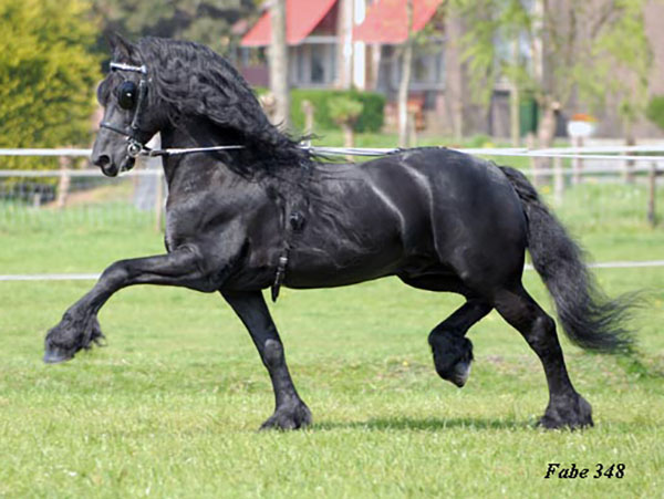 FABE 348 - Sire Frederik the Great